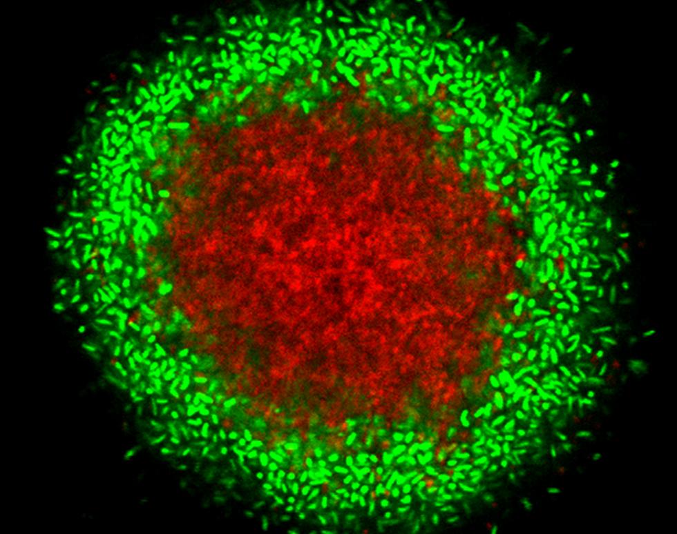 Colony of Bacteria - Jeremy Webb